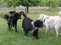 Puppys van Bliss040622-0041